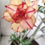 Planta Dobrada 2838 – 45cm – 03 anos