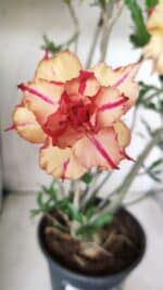 Planta Dobrada 2838 – 45cm – 03 anos