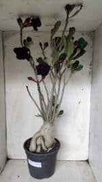 Planta Dobrada 2839 – 60cm – 05 anos - Imagem 2