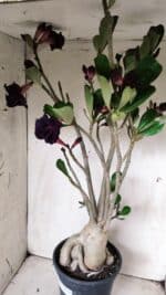 Planta Dobrada 2839 – 60cm – 05 anos - Imagem 6