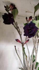 Planta Dobrada 2839 – 60cm – 05 anos - Imagem 5