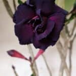 Planta Dobrada 2839 – 60cm – 05 anos