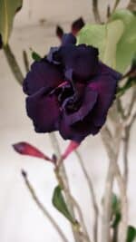 Planta Dobrada 2839 – 60cm – 05 anos