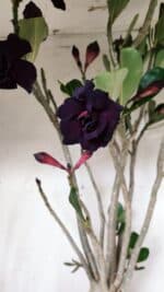 Planta Dobrada 2839 – 60cm – 05 anos - Imagem 4