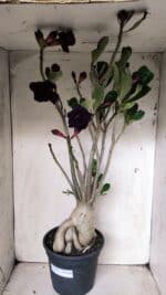 Planta Dobrada 2839 – 60cm – 05 anos - Imagem 12