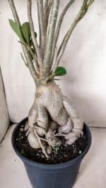 Planta Dobrada 2839 – 60cm – 05 anos - Imagem 10