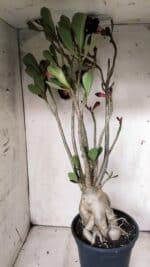 Planta Dobrada 2839 – 60cm – 05 anos - Imagem 9