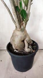 Planta Dobrada 2839 – 60cm – 05 anos - Imagem 8