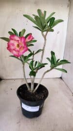 Planta Dobrada 2840 – 30cm – 02 anos - Imagem 2