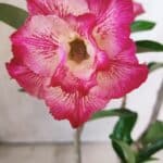 Planta Dobrada 2840 – 30cm – 02 anos