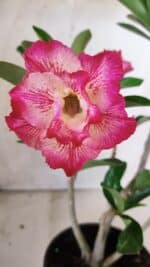 Planta Dobrada 2840 – 30cm – 02 anos