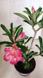 Planta Dobrada 2840 – 30cm – 02 anos - Imagem 4