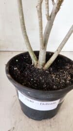 Planta Dobrada 2840 – 30cm – 02 anos - Imagem 7