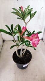 Planta Dobrada 2840 – 30cm – 02 anos - Imagem 6