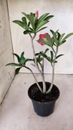 Planta Dobrada 2840 – 30cm – 02 anos - Imagem 5