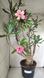 Planta Dobrada 2842 – 55cm – 05 anos
