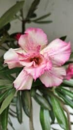 Planta Dobrada 2842 – 55cm – 05 anos - Imagem 4