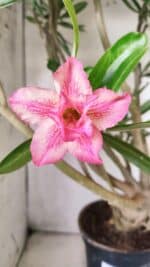 Planta Dobrada 2842 – 55cm – 05 anos - Imagem 3