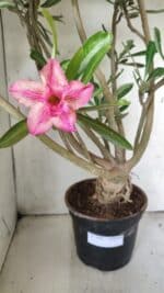 Planta Dobrada 2842 – 55cm – 05 anos - Imagem 5