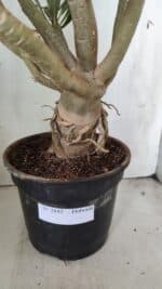 Planta Dobrada 2842 – 55cm – 05 anos - Imagem 9