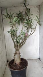 Planta Dobrada 2842 – 55cm – 05 anos - Imagem 7