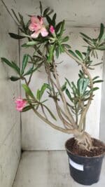 Planta Dobrada 2842 – 55cm – 05 anos - Imagem 6