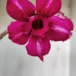 Planta Dobrada 2843 – 30cm – 02 anos