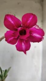 Planta Dobrada 2843 – 30cm – 02 anos