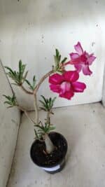 Planta Dobrada 2843 – 30cm – 02 anos - Imagem 4