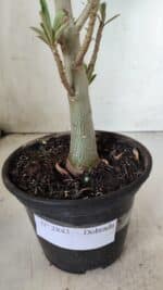 Planta Dobrada 2843 – 30cm – 02 anos - Imagem 7
