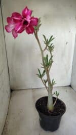 Planta Dobrada 2843 – 30cm – 02 anos - Imagem 6