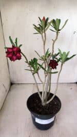 Planta Dobrada 2844 – 30cm – 02 anos - Imagem 2