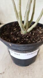 Planta Dobrada 2844 – 30cm – 02 anos - Imagem 7