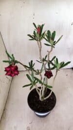 Planta Dobrada 2844 – 30cm – 02 anos - Imagem 4