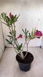 Planta Dobrada 2844 – 30cm – 02 anos - Imagem 6