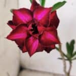 Planta Dobrada 2844 – 30cm – 02 anos