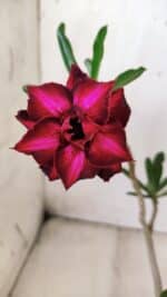 Planta Dobrada 2844 – 30cm – 02 anos