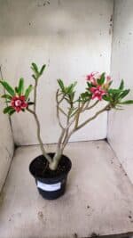 Planta Dobrada 2845 – 30cm – 02 anos (Flor pequena) - Imagem 2
