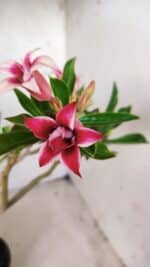 Planta Dobrada 2845 – 30cm – 02 anos (Flor pequena) - Imagem 4