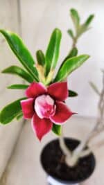 Planta Dobrada 2845 – 30cm – 02 anos (Flor pequena) - Imagem 5