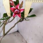 Planta Dobrada 2845 – 30cm – 02 anos (Flor pequena)