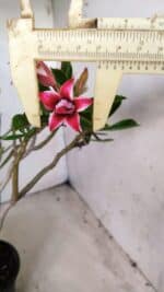 Planta Dobrada 2845 – 30cm – 02 anos (Flor pequena)