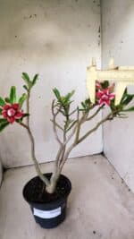 Planta Dobrada 2845 – 30cm – 02 anos (Flor pequena) - Imagem 6