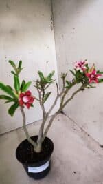 Planta Dobrada 2845 – 30cm – 02 anos (Flor pequena) - Imagem 9