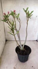 Planta Dobrada 2845 – 30cm – 02 anos (Flor pequena) - Imagem 8