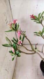 Planta Dobrada 2845 – 30cm – 02 anos (Flor pequena) - Imagem 7