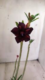 Planta Dobrada 2846 – 30cm – 02 anos