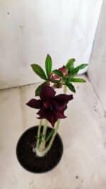 Planta Dobrada 2846 – 30cm – 02 anos - Imagem 4