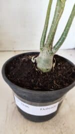 Planta Dobrada 2846 – 30cm – 02 anos - Imagem 6