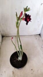 Planta Dobrada 2846 – 30cm – 02 anos - Imagem 5